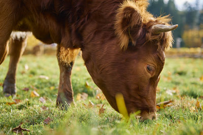 Brown cow grazing on . jersey cow eating green grass on pasture