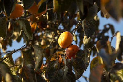 Low angle view of fruits growing on tree