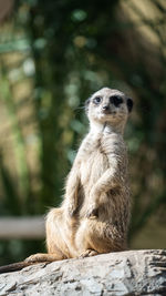 Meerkat looking away