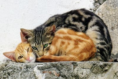 Portrait of cat lying down