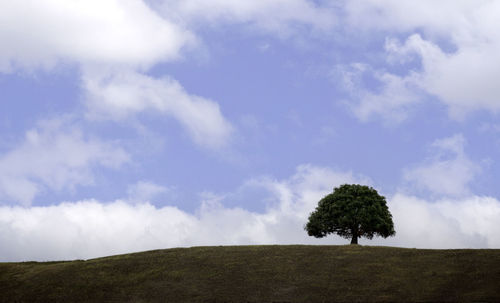 Tree on field against sky