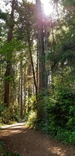 Trees growing in forest