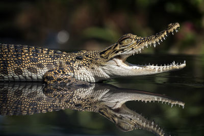 Close-up of crocodile in water