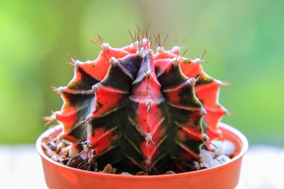 Close-up of succulent plant