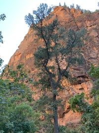 Low angle view of rock formation amidst trees against sky