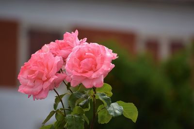 Close-up of pink rose blooming outdoors