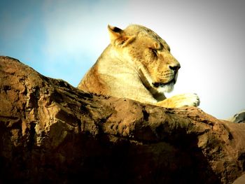 Lion relaxing on rock against sky