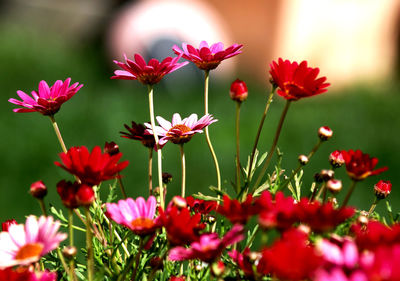 Close-up of red flowers blooming outdoors