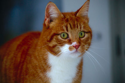 Close-up portrait of a cat