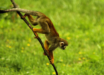 Saimiri sciureus is a species of squirrel monkey
