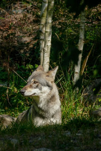 Close-up of a fox