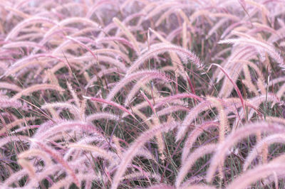 Full frame shot of plants growing on field