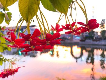 Close-up of red flowers blooming against sky