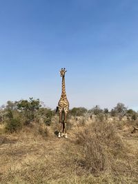 Scenic view of giraffe against clear sky