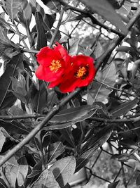 Close-up of red flowering plant