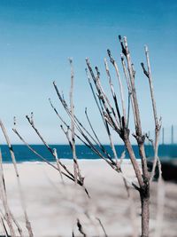 Close-up of plants against calm sea