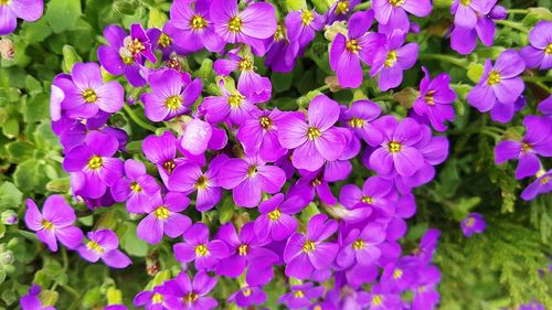 Close-up of purple flowering plants in park