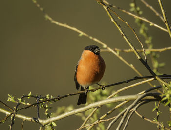 Close-up of bird perching on branch