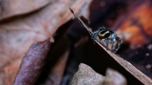 Close-up of spider on rusty metal