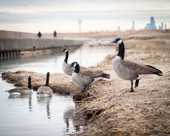 Ducks in a lake