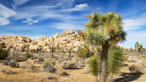 Cactus growing in desert