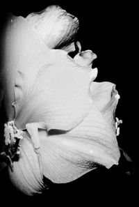 Close-up of rose blooming outdoors