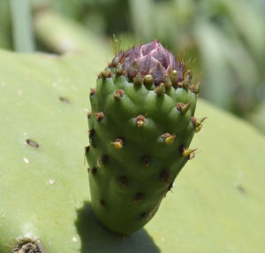 Close-up of flower buds