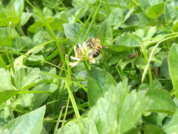 Close-up of insect on leaf