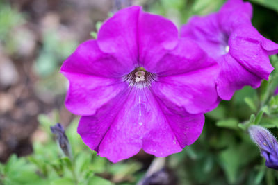 Close-up of insect on purple flower