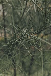 Close-up of dry leaf on field