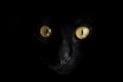 Close-up portrait of cat against black background