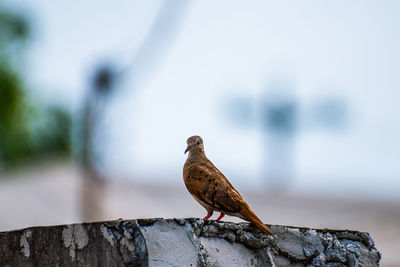 Close-up of bird perching on rock