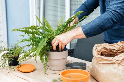 A male gardener transplants home plants into ceramic pots. the concept of home gardening 