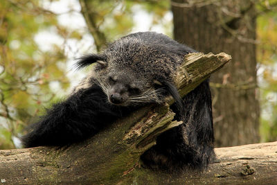 Binturong sleeping on tree trunk in forest