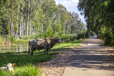 View of horse on road amidst trees