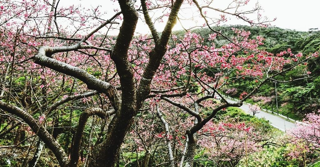 LOW ANGLE VIEW OF PINK FLOWERS BLOOMING IN TREE