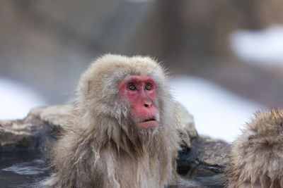 Japanese snow monkey in hot spring