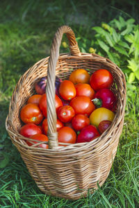 Basket of tomatoes and sweet peppers. harvest season. organic natural vegetables from the farm.