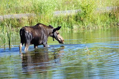 Moose walking in lake at jackson hole