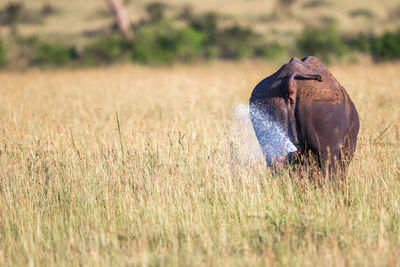 Black rhinoceros peeing on the savannah