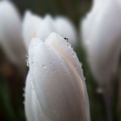 Close-up droplets on flower bud