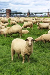 Sheep grazing on grassy field