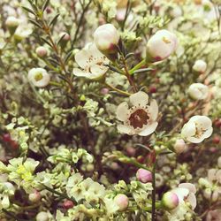 Close-up of plant growing on tree