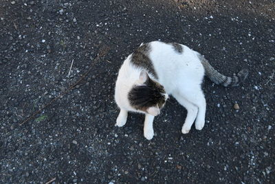 High angle view of cat on street