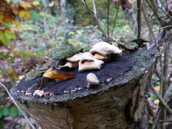 Close-up of mushroom growing on tree trunk