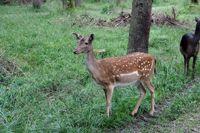 Portrait of deer standing on field in forest