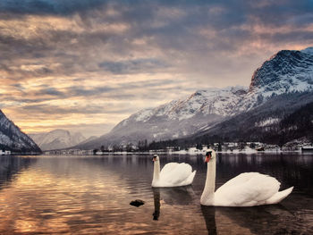 Swans on lake against sky during sunset