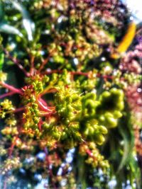 Close-up of plant against blurred background