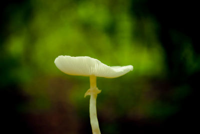 Close-up of white flower