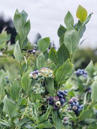 Close-up of berries growing on plant in field